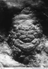 Historisches Foto von Pegomyrmekella chaulia (Robins et al., 2013) (NHMW-AFW-GEO-BACHMAYER-FOTO-1990-0041-1852a)